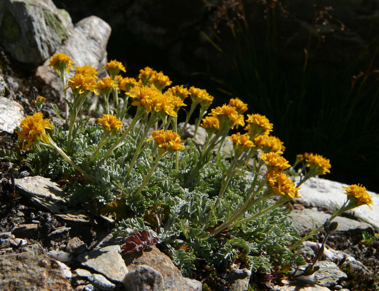 Jacobaea incana (=Senecio incanus)